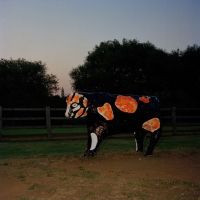 A concrete cow