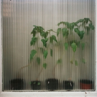 Plants viewed through textured glass